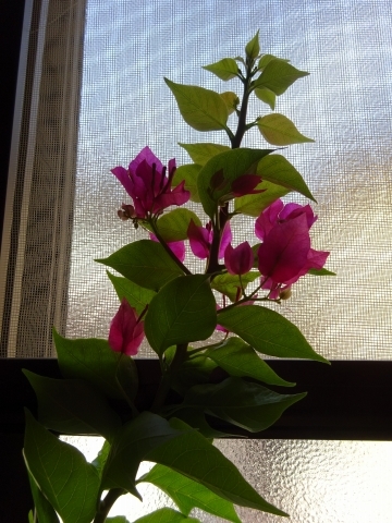 c0322794_15383749.jpg
