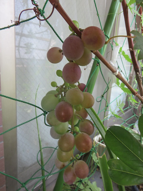 f0346196_16080489.jpg