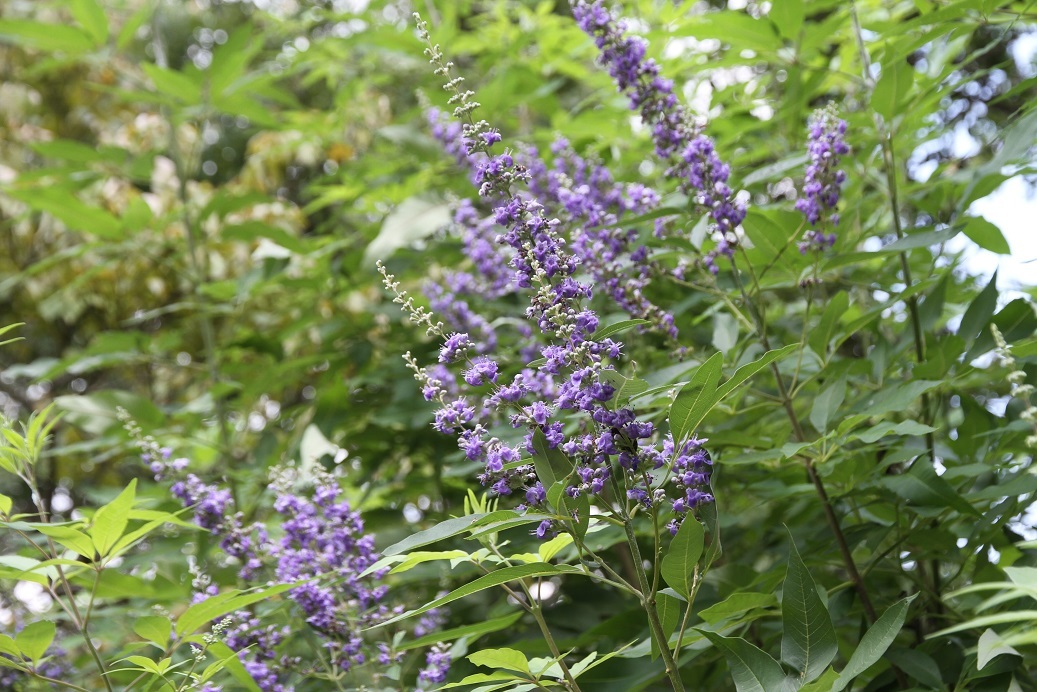 淡い紫色の花が美しいセイヨウニンジンボク 神戸布引ハーブ園 ハーブガイド ハーブ花ごよみ