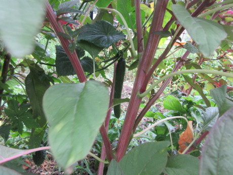 a0203003_08374405.jpg