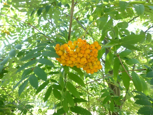 b0198109_21465416.jpg