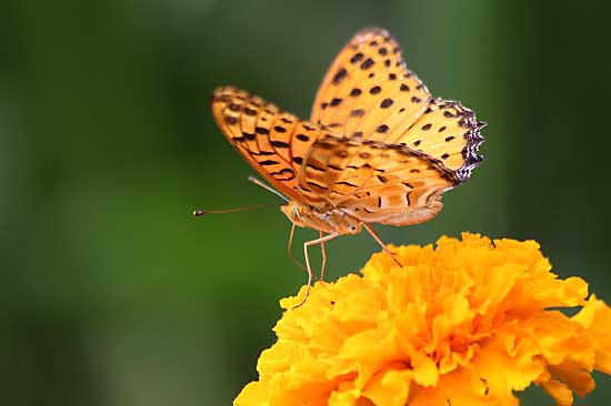 小さな蝶たちと花、ミナヅキ_e0255509_20231342.jpg