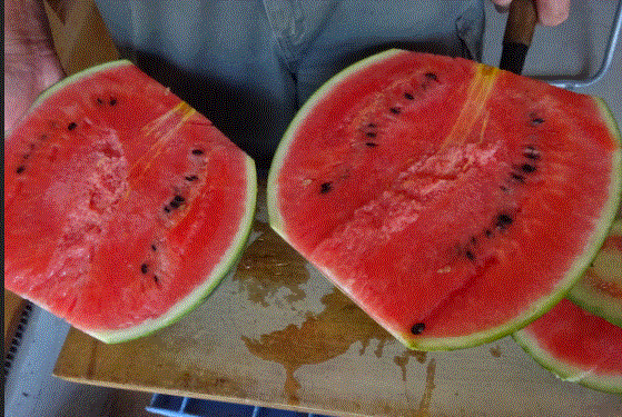 f0231709_16434402.gif