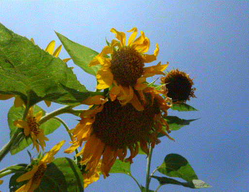 f0231709_18013029.gif