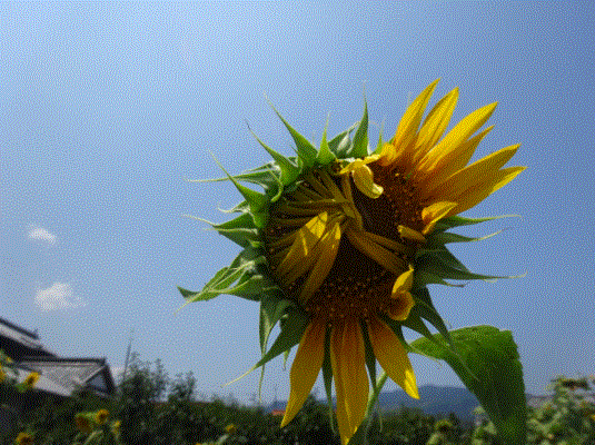 f0231709_18025645.gif