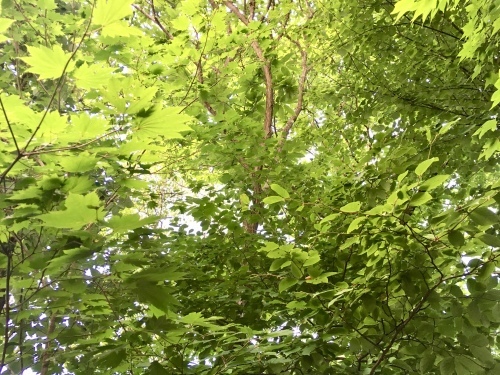 d0179410_08483242.jpeg