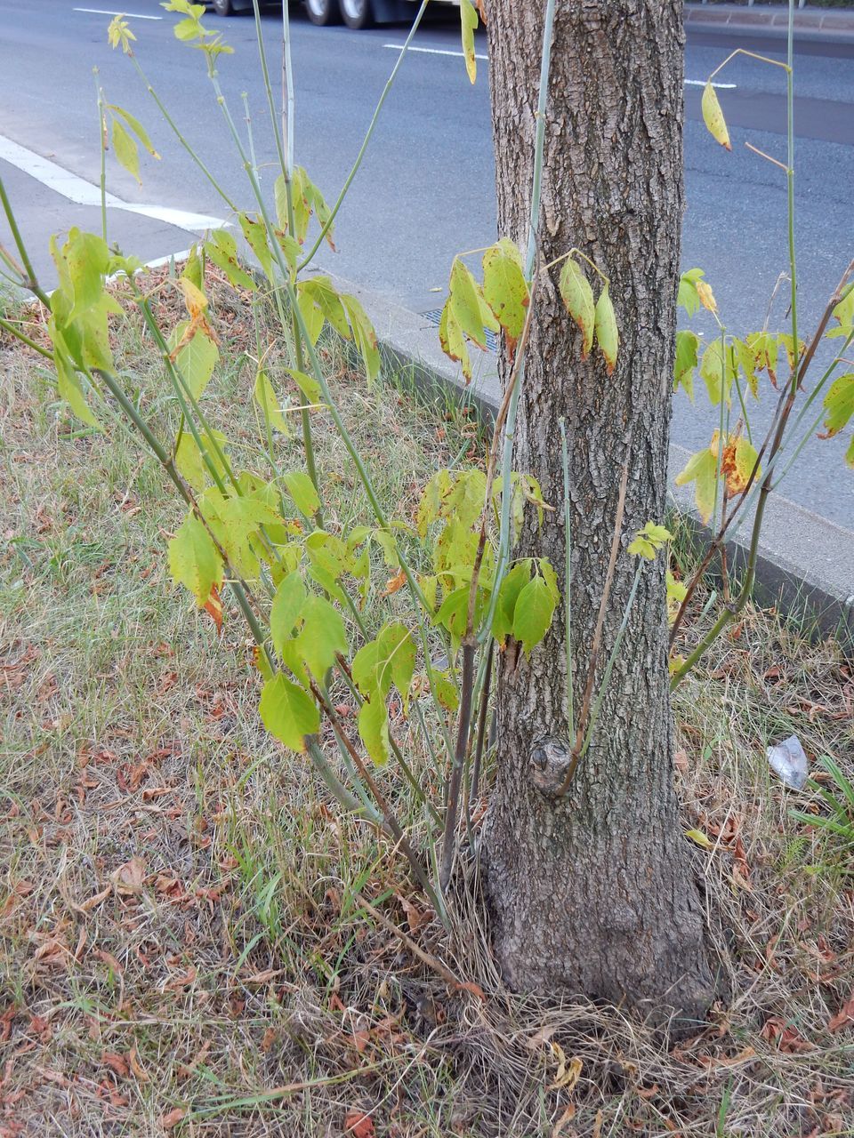 水不足で葉を落とす街路樹_c0025115_22194555.jpg
