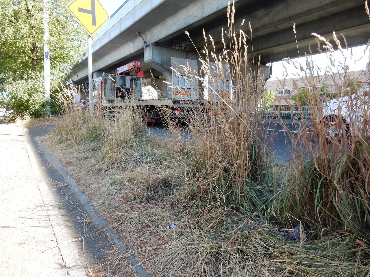 水不足で葉を落とす街路樹_c0025115_22195105.jpg