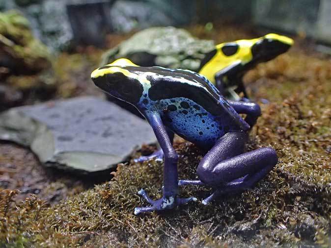 サンシャイン水族館：熱帯雨林の宝石～ヤドクガエルの誘惑【後編】_b0355317_22002669.jpg