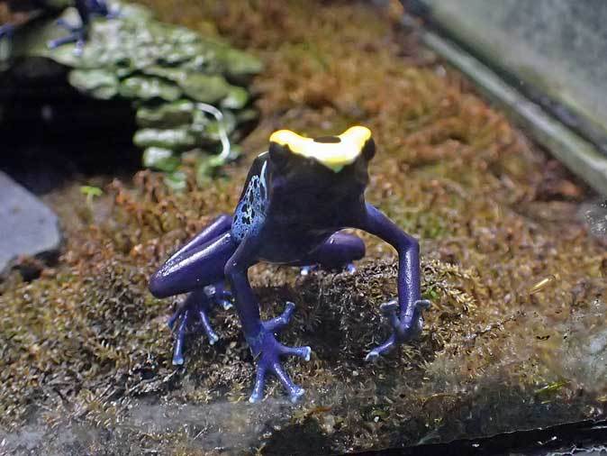 サンシャイン水族館：熱帯雨林の宝石～ヤドクガエルの誘惑【後編】_b0355317_22042822.jpg