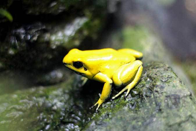 サンシャイン水族館：熱帯雨林の宝石～ヤドクガエルの誘惑【後編】_b0355317_22094587.jpg