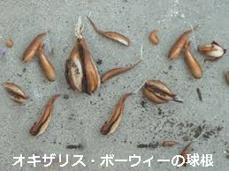 e0033229_18552525.png