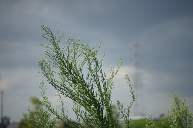 Rikenon P macro 100mm F3.5 : オールドレンズをマウントアダプターで