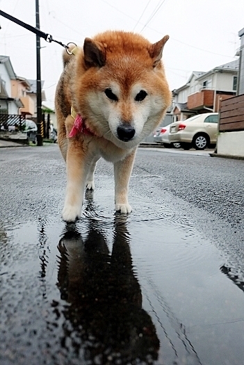 雷雲 激しい雨 仙台七夕_b0314043_07184421.jpg