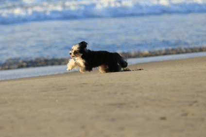 c0145250_08151421.gif