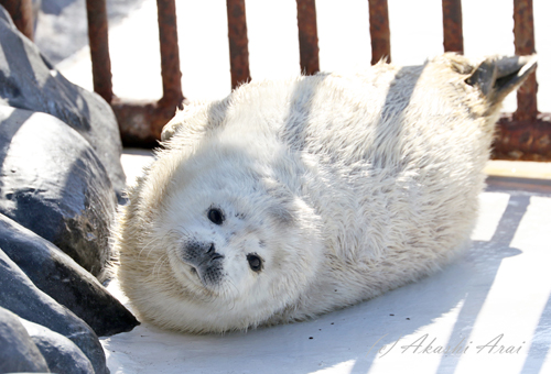 2018 / おたる水族館-9_e0080452_15325197.jpg