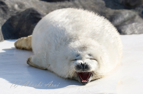 2018 / おたる水族館-9_e0080452_1536225.jpg