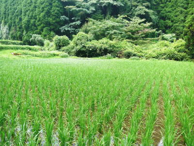 米作りへの挑戦!田植えから1ヶ月後の様子!成長に差が出てるんです・・・_a0254656_18192788.jpg