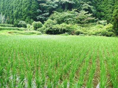 米作りへの挑戦！田植えから1ヶ月後の様子！成長に差が出てるんです・・・_a0254656_18192788.jpg