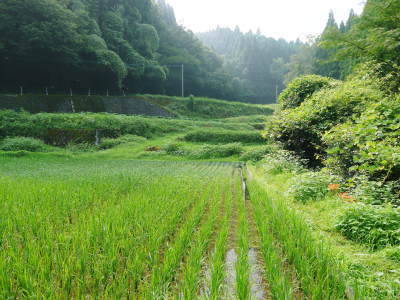 米作りへの挑戦！田植えから1ヶ月後の様子！成長に差が出てるんです・・・_a0254656_18274929.jpg