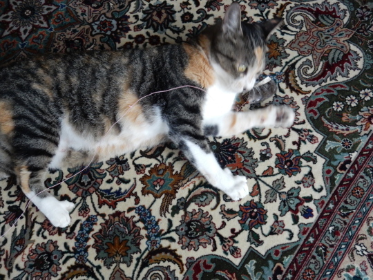 f0060461_09160496.jpg