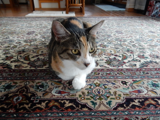 f0060461_09180279.jpg
