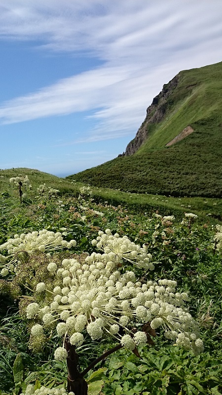 平成最後の夏休み　　花の浮島：礼文_e0225164_10373466.jpg