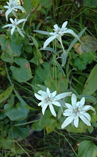 平成最後の夏休み　　花の浮島：礼文_e0225164_13534923.jpg