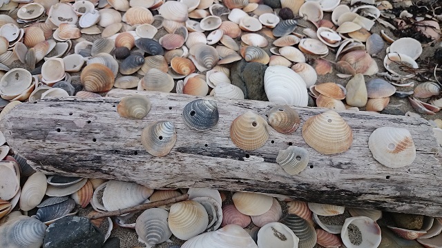 平成最後の夏休み　　花の浮島：礼文_e0225164_13542686.jpg