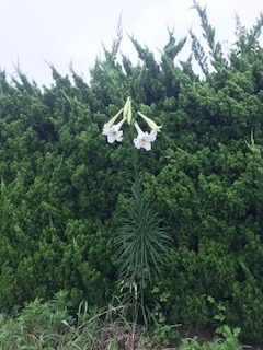 銚子電鉄が・・・_b0034072_10275063.jpg