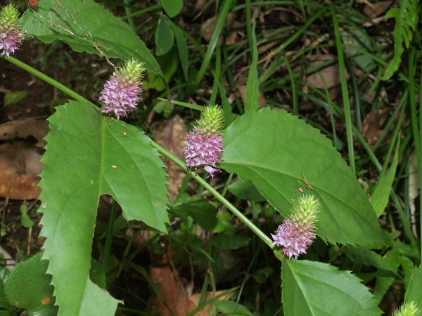 b0135573_07162204.jpg