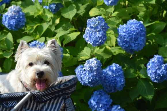 ♪ ダニエル 紫陽花バックにスリーショット～(*^^)v ♪_b0242873_17252135.jpg