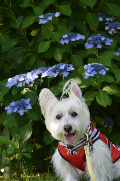 ♪ ダニエル 紫陽花バックにスリーショット～(*^^)v ♪_b0242873_17263651.jpg