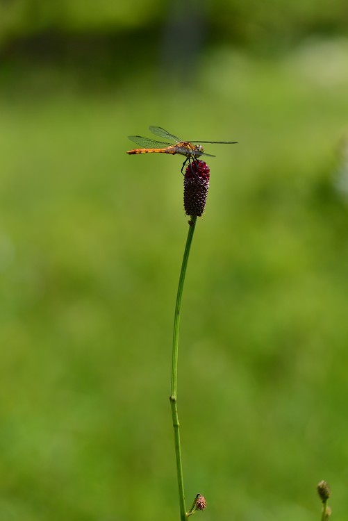 d0341880_07232250.jpg