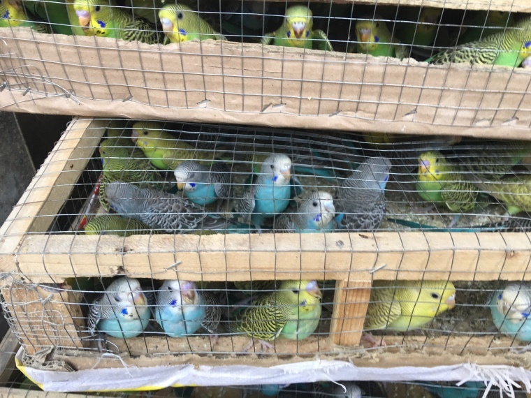 人口ならぬ鳥口密集ペットショップ また だまされたっていいんだよ 人口ならぬ鳥口密集ペットショップ また だまされたっていいんだよ
