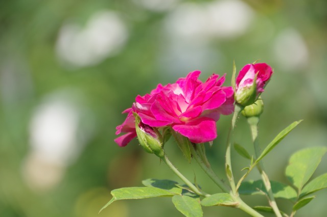 小さなローズガーデンに咲くバラと夏の花_b0356401_22472121.jpg