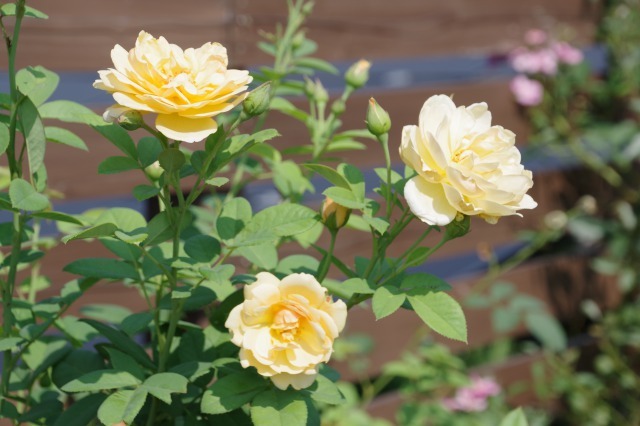 小さなローズガーデンに咲くバラと夏の花_b0356401_22472896.jpg