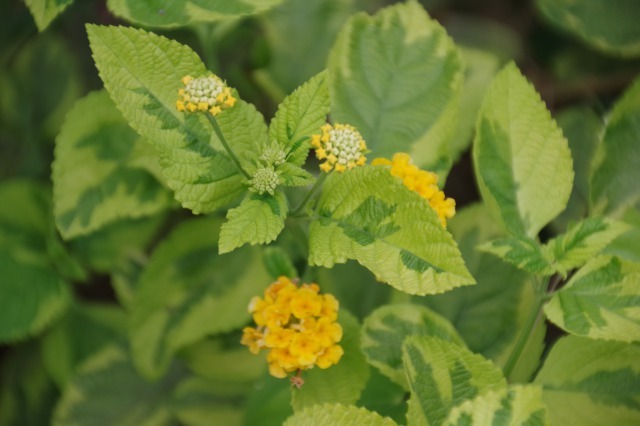 小さなローズガーデンに咲くバラと夏の花_b0356401_22481316.jpg