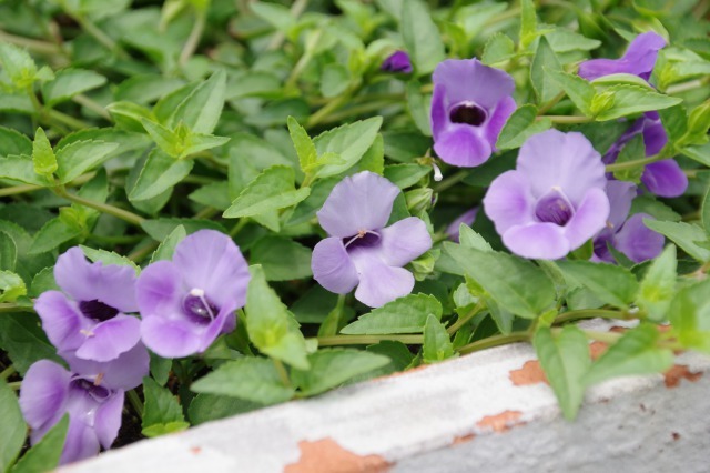 小さなローズガーデンに咲くバラと夏の花_b0356401_22483075.jpg