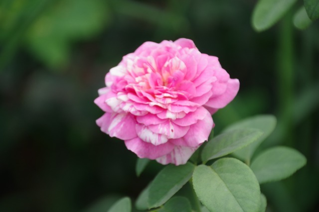 小さなローズガーデンに咲くバラと夏の花_b0356401_22485379.jpg