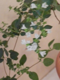 c0152002_21083710.jpg