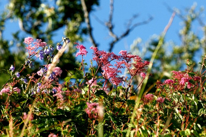 d0140806_8541666.jpg