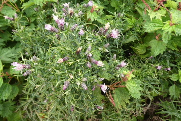 d0170615_09475661.jpg