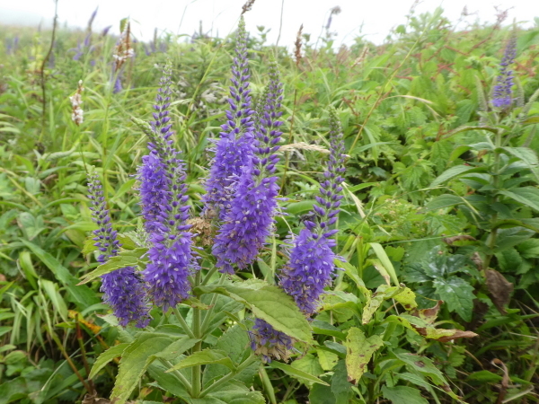 d0170615_09481261.jpg