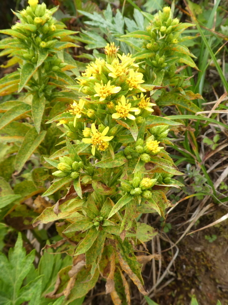 d0170615_09482086.jpg