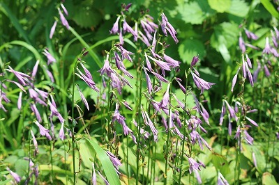 e0373815_11082729.jpg