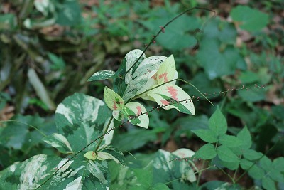 e0373815_11150534.jpg