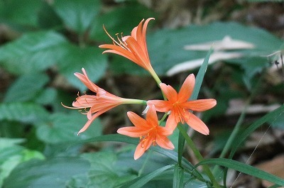 e0373815_11154900.jpg
