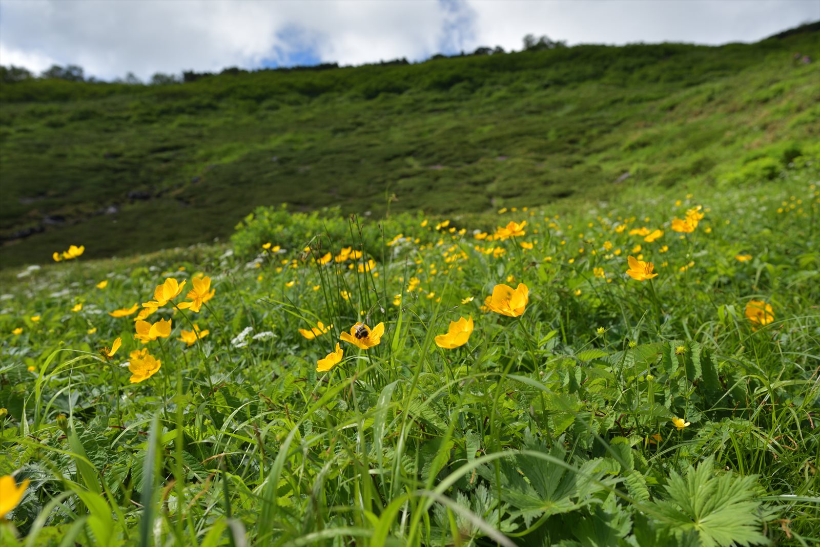 【夏休みの冒険】比麻奈山ー比麻良山　2018.8.5_a0145819_13571964.jpg