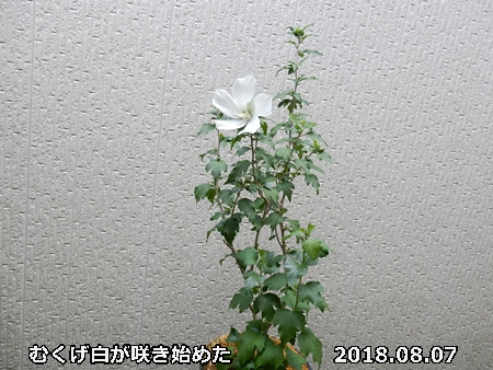 e0033229_18413795.jpg